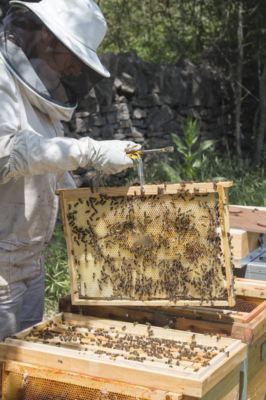 A Redolada: apicultura tradicional en el Valle de la Guarguera y ...