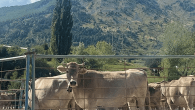 Feria ganadera sallent de gallego