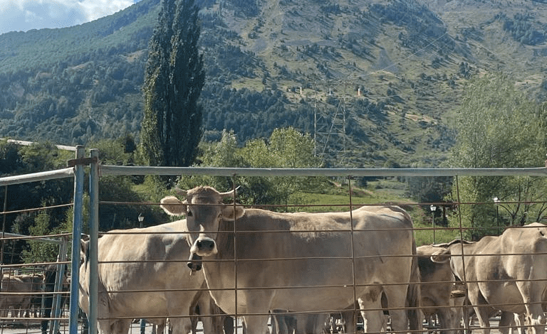 Feria ganadera sallent de gallego
